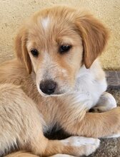 CINDY, Hund, Mischlingshund in Griechenland - Bild 2