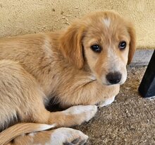 CINDY, Hund, Mischlingshund in Griechenland - Bild 3