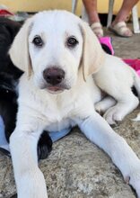 LULU, Hund, Mischlingshund in Griechenland - Bild 2