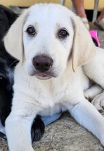 LULU, Hund, Mischlingshund in Griechenland - Bild 3