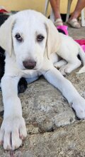 LULU, Hund, Mischlingshund in Griechenland - Bild 4