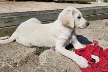 LORAS, Hund, Mischlingshund in Griechenland - Bild 1