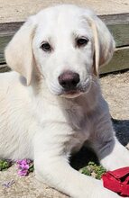 LORAS, Hund, Mischlingshund in Griechenland - Bild 2