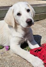 LORAS, Hund, Mischlingshund in Griechenland - Bild 3