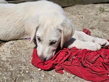 LORAS, Hund, Mischlingshund in Griechenland - Bild 4