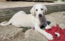 LORAS, Hund, Mischlingshund in Griechenland - Bild 5