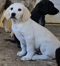 LORAS, Hund, Mischlingshund in Griechenland - Bild 6