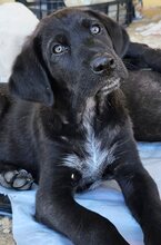 DAMON, Hund, Mischlingshund in Griechenland - Bild 1