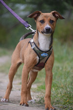 LUCY, Hund, Mischlingshund in Ungarn - Bild 1