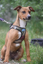 LUCY, Hund, Mischlingshund in Ungarn - Bild 2
