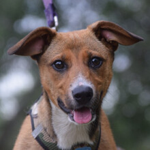 LUCY, Hund, Mischlingshund in Ungarn - Bild 3