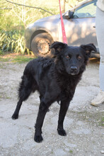 ZAIRA, Hund, Mischlingshund in Ungarn - Bild 2