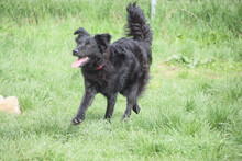 ZAIRA, Hund, Mischlingshund in Ungarn - Bild 3
