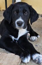 JAKOB, Hund, Mischlingshund in Griechenland - Bild 1