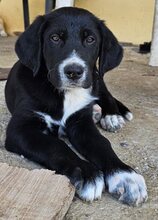 JAKOB, Hund, Mischlingshund in Griechenland - Bild 2