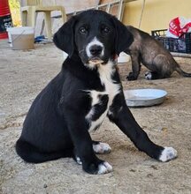 JAKOB, Hund, Mischlingshund in Griechenland - Bild 3
