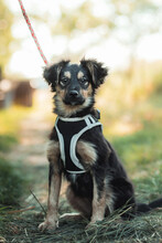 ROSE, Hund, Mischlingshund in Ungarn - Bild 1