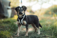 ROSE, Hund, Mischlingshund in Ungarn - Bild 2