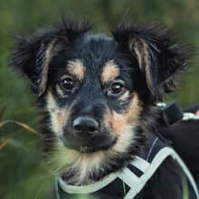 ROSE, Hund, Mischlingshund in Ungarn - Bild 3
