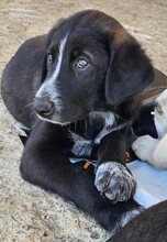 SPIROS, Hund, Mischlingshund in Griechenland - Bild 1