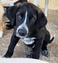 SPIROS, Hund, Mischlingshund in Griechenland - Bild 2