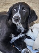 SPIROS, Hund, Mischlingshund in Griechenland - Bild 3