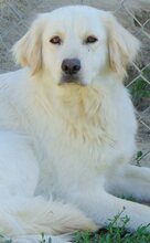MOANA, Hund, Mischlingshund in Griechenland - Bild 1