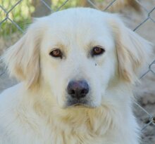 MOANA, Hund, Mischlingshund in Griechenland - Bild 2