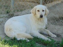 MOANA, Hund, Mischlingshund in Griechenland - Bild 3