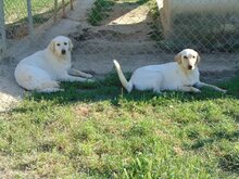 MOANA, Hund, Mischlingshund in Griechenland - Bild 4