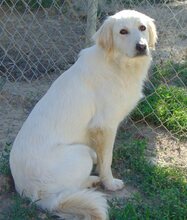 MOANA, Hund, Mischlingshund in Griechenland - Bild 6