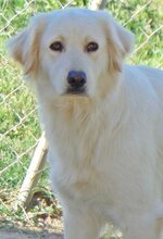 MOANA, Hund, Mischlingshund in Griechenland - Bild 7