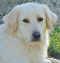 MOANA, Hund, Mischlingshund in Griechenland - Bild 8