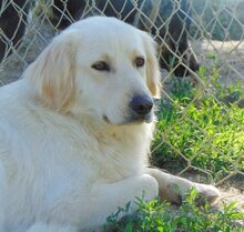 MOANA, Hund, Mischlingshund in Griechenland - Bild 9