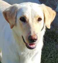 LILO, Hund, Mischlingshund in Griechenland - Bild 2