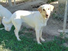 LILO, Hund, Mischlingshund in Griechenland - Bild 3
