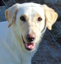 LILO, Hund, Mischlingshund in Griechenland - Bild 4