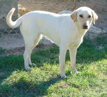 LILO, Hund, Mischlingshund in Griechenland - Bild 6