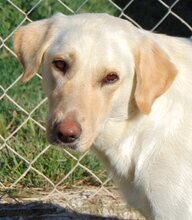LILO, Hund, Mischlingshund in Griechenland - Bild 7