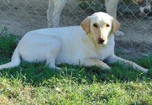 LILO, Hund, Mischlingshund in Griechenland - Bild 8