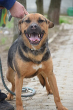 PERSIL, Hund, Mischlingshund in Ungarn - Bild 1