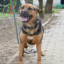 PERSIL, Hund, Mischlingshund in Ungarn - Bild 2