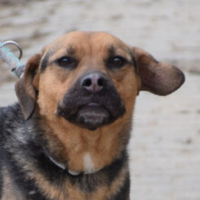 PERSIL, Hund, Mischlingshund in Ungarn - Bild 3