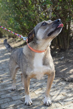 IKEA, Hund, Mischlingshund in Ungarn - Bild 2