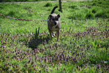 IKEA, Hund, Mischlingshund in Ungarn - Bild 3