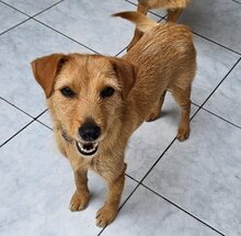 EVI, Hund, Mischlingshund in Griechenland - Bild 1