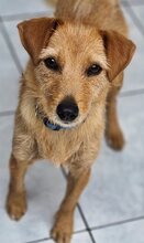 EVI, Hund, Mischlingshund in Griechenland - Bild 2