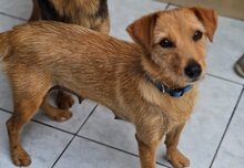 EVI, Hund, Mischlingshund in Griechenland - Bild 3