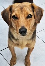 GINA, Hund, Mischlingshund in Griechenland - Bild 1
