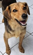 GINA, Hund, Mischlingshund in Griechenland - Bild 2